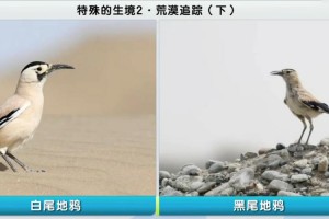 创世理想乡狮鹫的羽毛在哪刷_创世理想乡狮鹫怎么打