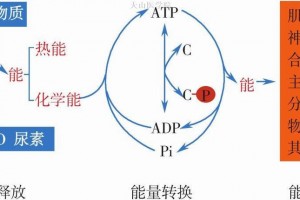 雷伊怎么变成完全体_雷伊怎么变成完全体的人