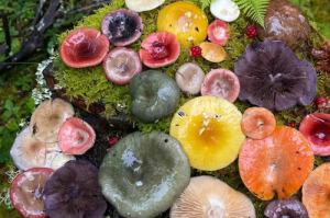 洛克王国幽暗蘑菇在哪抓;洛克王国幽暗入口在哪