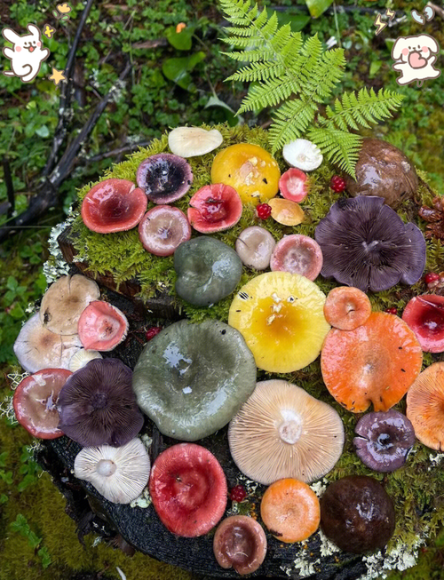 洛克王国幽暗蘑菇在哪抓;洛克王国幽暗入口在哪 - 888游戏网