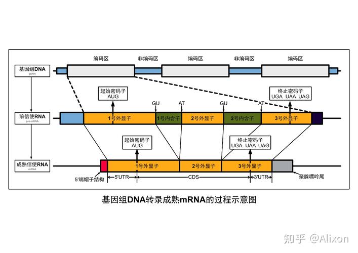 洛克王国豹子头怎么合成洛克王国小电豹 - 888游戏网