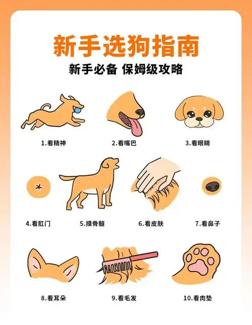 造梦西游3唐僧适合哪个宠物(造梦西游3唐僧用什么饰品好) - 888游戏网