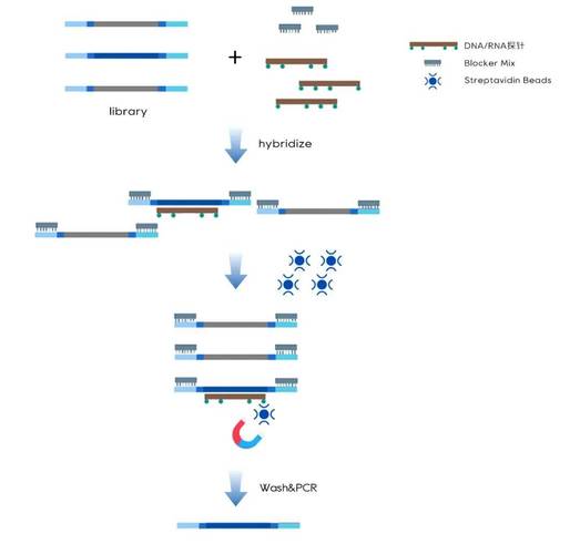 赛尔号闪光皮皮怎么得怀旧服—赛尔号怀旧服闪光皮皮什么时候出现 - 888游戏网