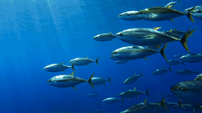 捕鱼游戏怎么捕获大鱼_捕鱼游戏的方法 - 888游戏网